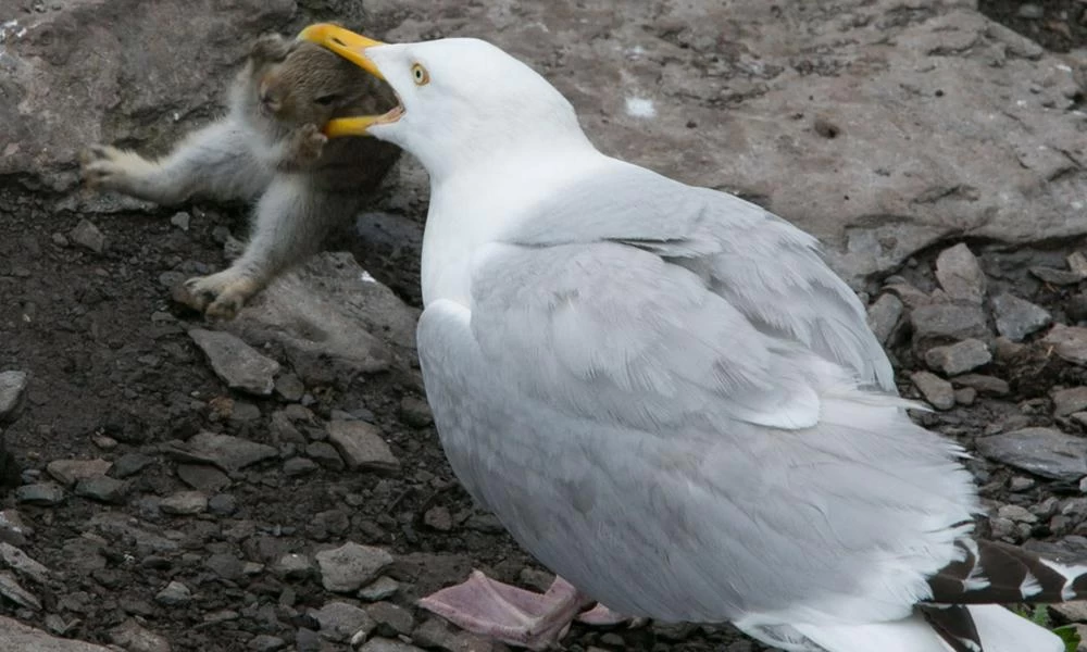 Οι γλάροι στο Μπαχρέιν έγιναν χοντροί από τα αποφάγια και δεν πετάνε